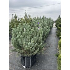 Сосна Watereri (extra) 100-120 см